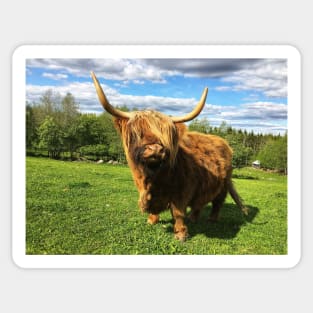 Scottish Highland Cattle Cow 2396 Sticker